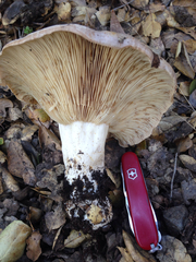 Lactarius argillaceifolius megacarpus
