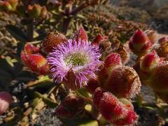 Mesembryanthemum barklyi