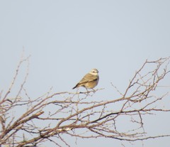 Oenanthe isabellina