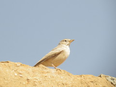 Ammomanes deserti