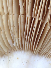 Lactarius argillaceifolius megacarpus