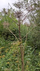 Heracleum sosnowskyi