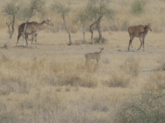 Boselaphus tragocamelus