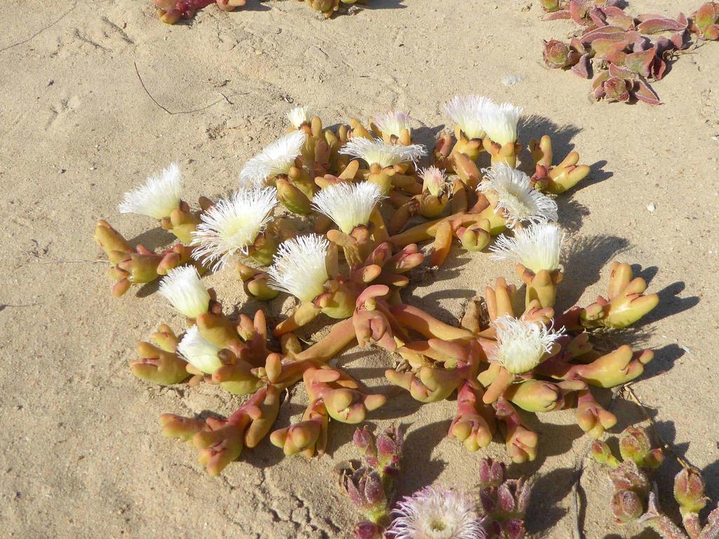 Mesembryanthemum hypertrophicum, 584, Karee Ave