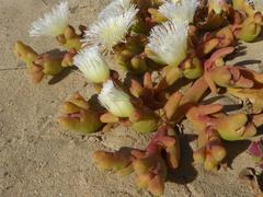 Mesembryanthemum hypertrophicum