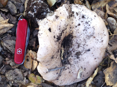 Lactarius argillaceifolius megacarpus