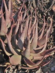 Aloe microstigma framesii