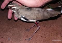 Rhinoptilus chalcopterus