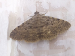 Diatenes aglossoides