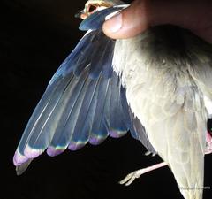 Rhinoptilus chalcopterus