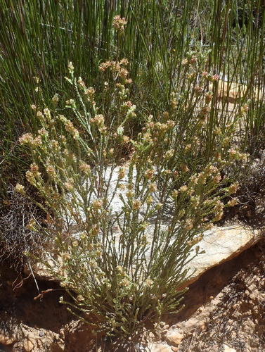 Karoo Gonna (Passerina comosa)
