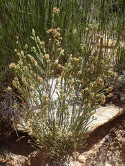 Passerina comosa