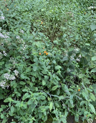 Impatiens capensis