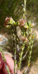 Passerina comosa