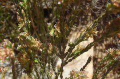 Passerina comosa
