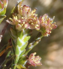 Passerina comosa