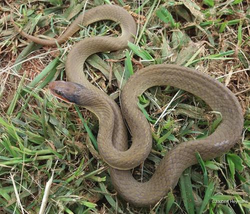 Photo of a Red-lipped Snake (Crotaphopeltis hotamboeia)