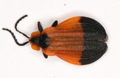 Lycus integripennis