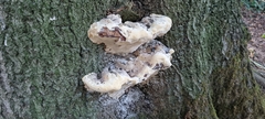Pseudoinonotus dryadeus