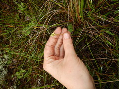 Ranunculus lapponicus