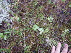 Ranunculus lapponicus