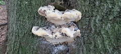 Pseudoinonotus dryadeus