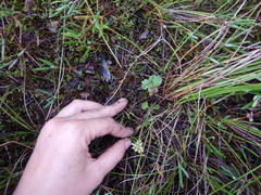 Ranunculus lapponicus