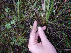 Ranunculus lapponicus