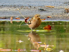 Fringilla coelebs