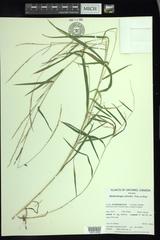 Muhlenbergia sylvatica