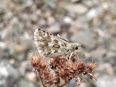 Pyrgus onopordi