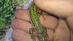 Podarcis siculus campestris