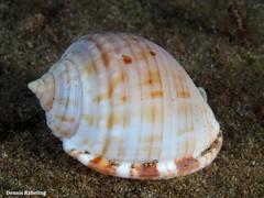 Semicassis undulata