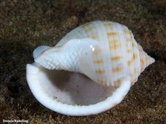 Semicassis undulata