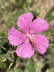 Pavonia lasiopetala