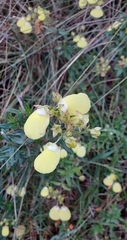 Calceolaria tripartita