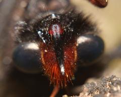 Proagonistes