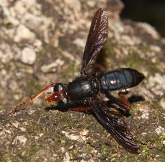 Proagonistes