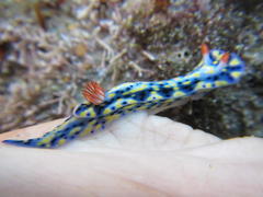 Hypselodoris infucata