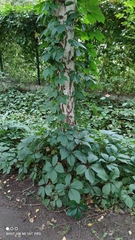Parthenocissus inserta