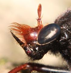 Proagonistes