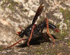 Proagonistes