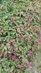 Parthenocissus inserta