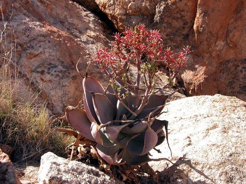 Aloe karasbergensis