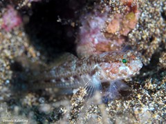 Vanneaugobius canariensis