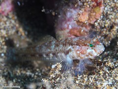 Vanneaugobius canariensis