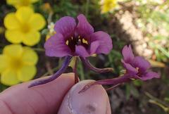 Diascia tanyceras