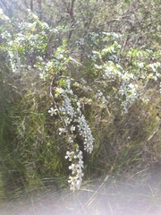 Leptospermum semibaccatum