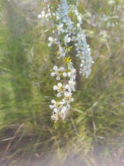 Leptospermum semibaccatum