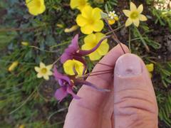 Diascia tanyceras
